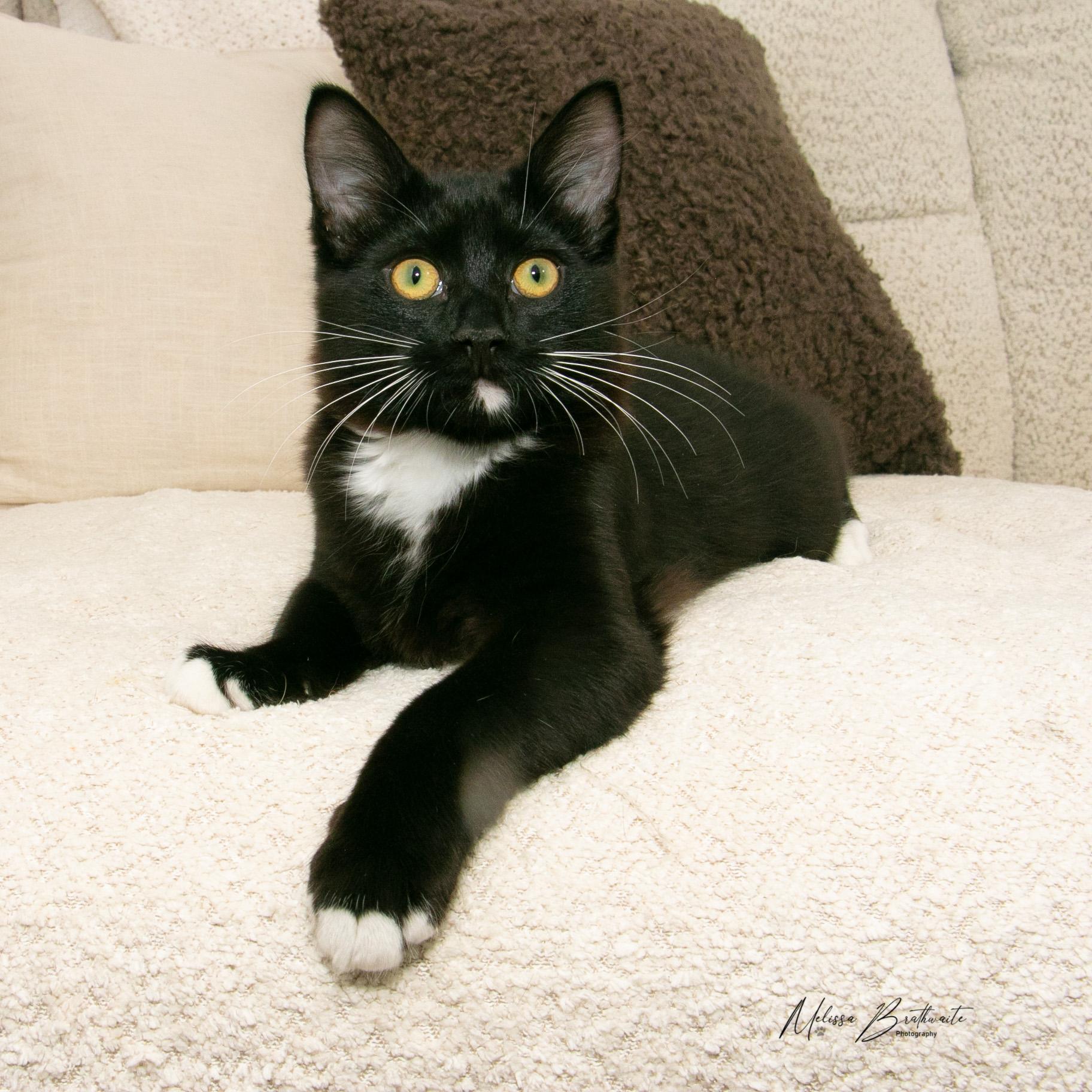 Noah, a ADOPTABLE Tuxedo in Calgary, AB image 3/6