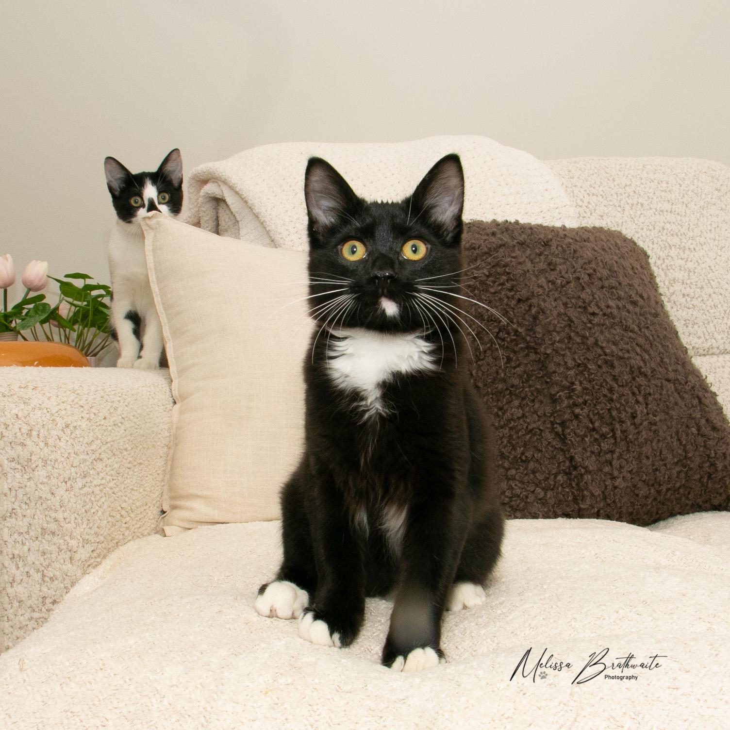 Noah, a ADOPTABLE Tuxedo in Calgary, AB image 2/6