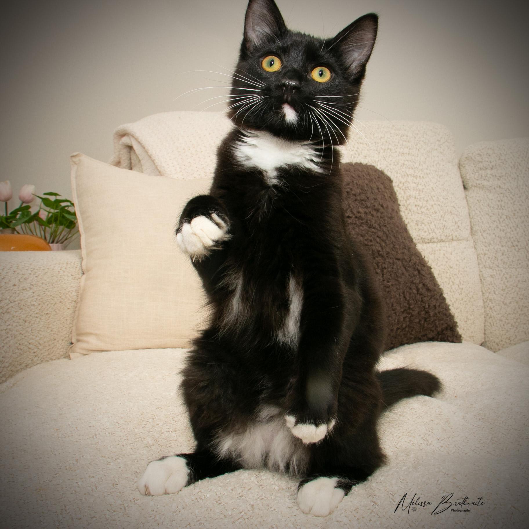 Noah, a ADOPTABLE Tuxedo in Calgary, AB image 4/6