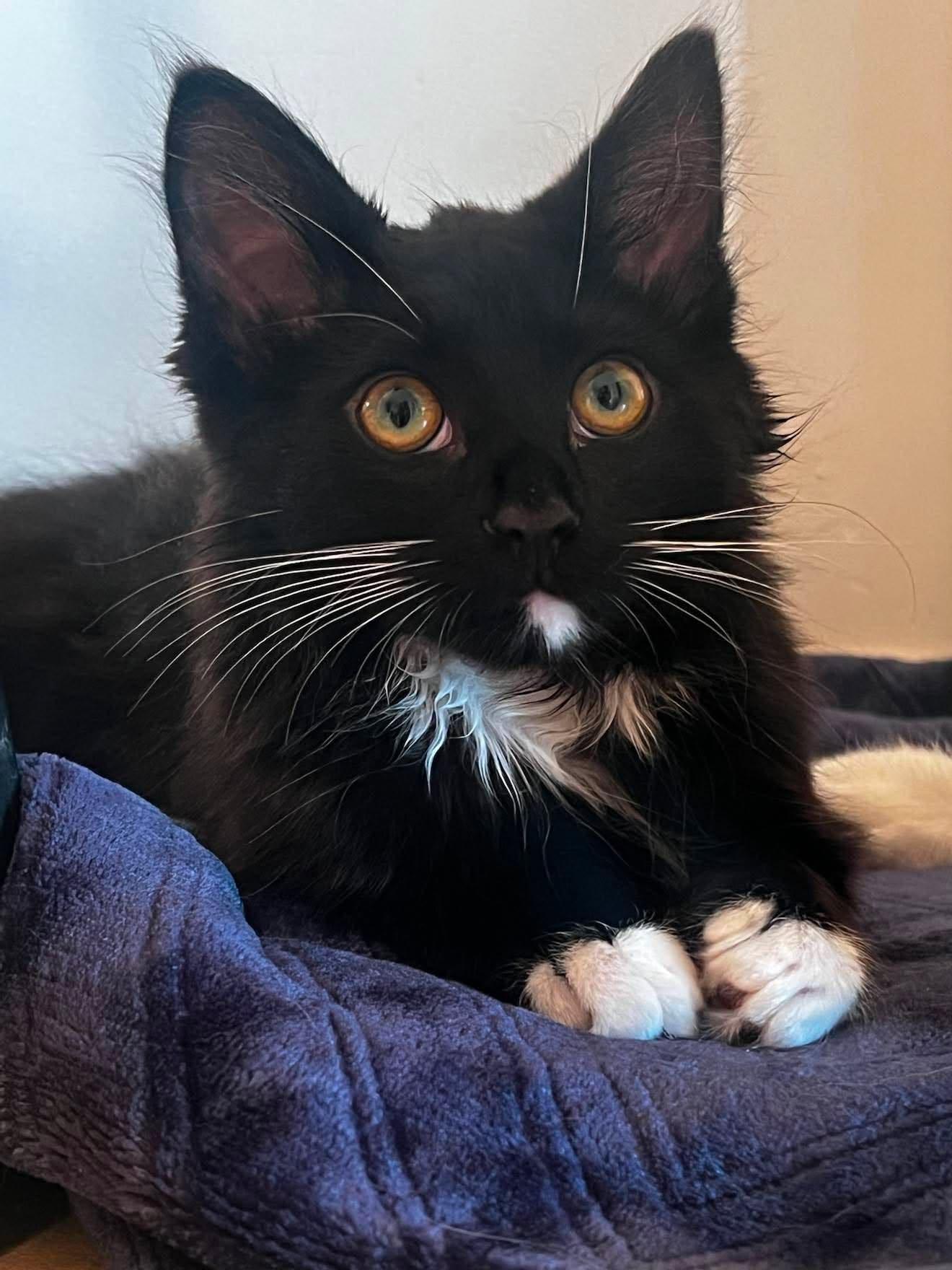 Enlarge Noah, a ADOPTABLE Tuxedo in Calgary, AB image 2/5