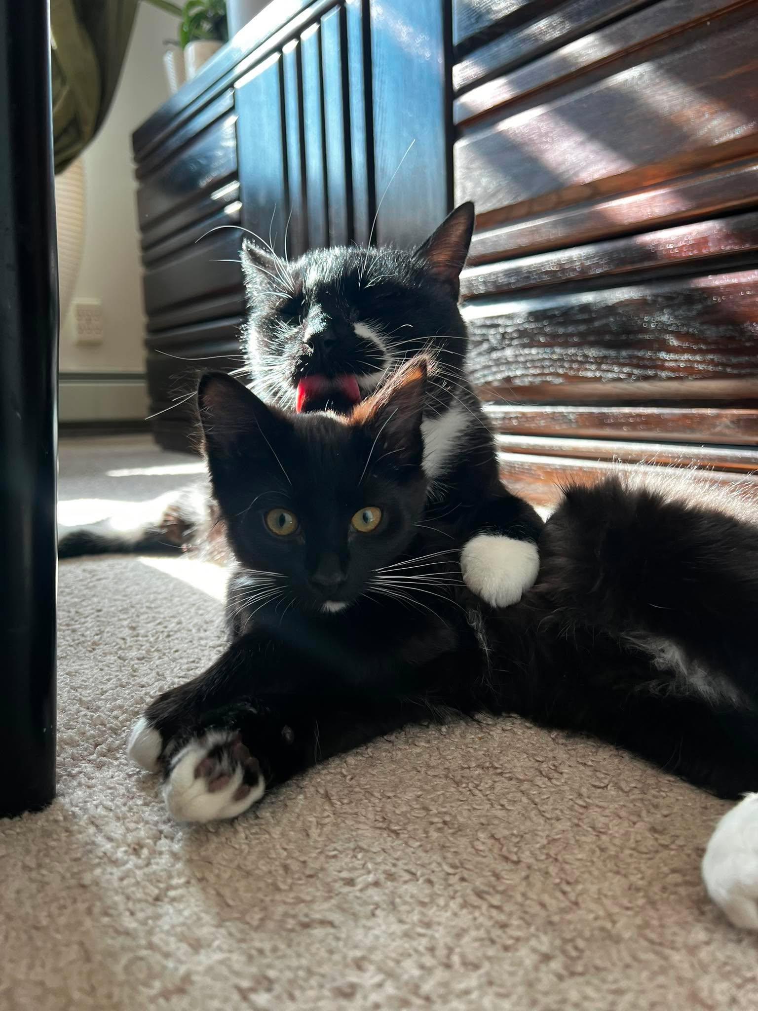Enlarge Noah, a ADOPTABLE Tuxedo in Calgary, AB image 5/5