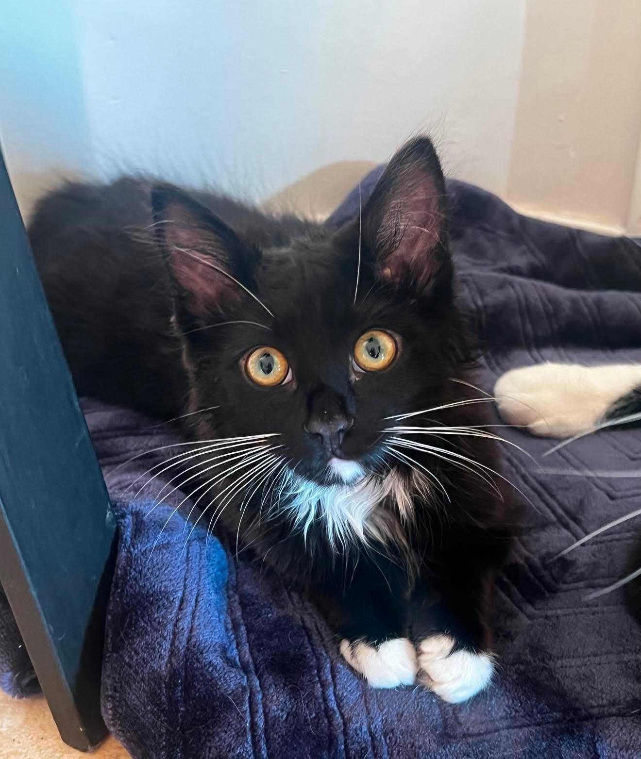 Noah, ADOPTABLE, Kitten Male Tuxedo.