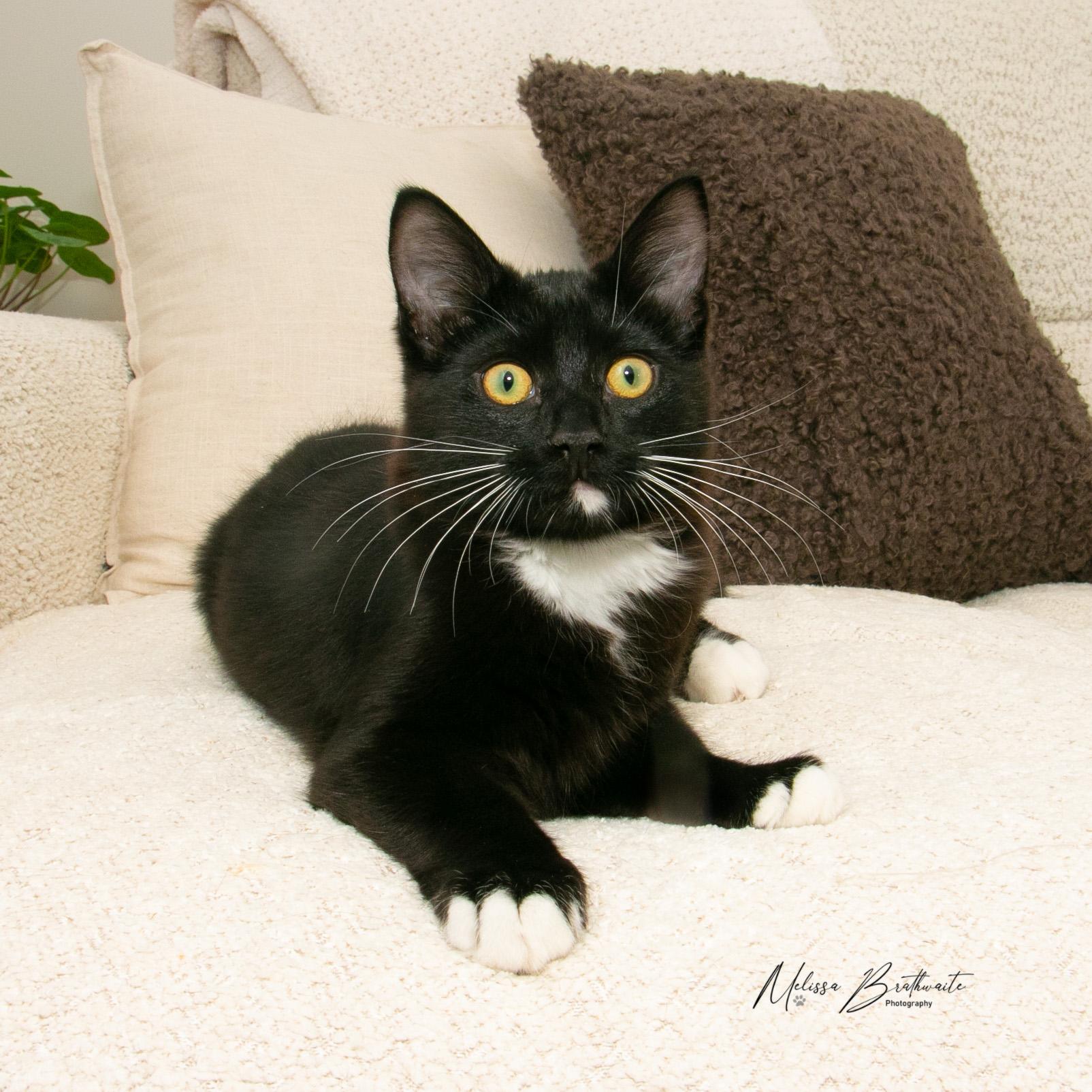 Noah, ADOPTABLE, Kitten Male Tuxedo.