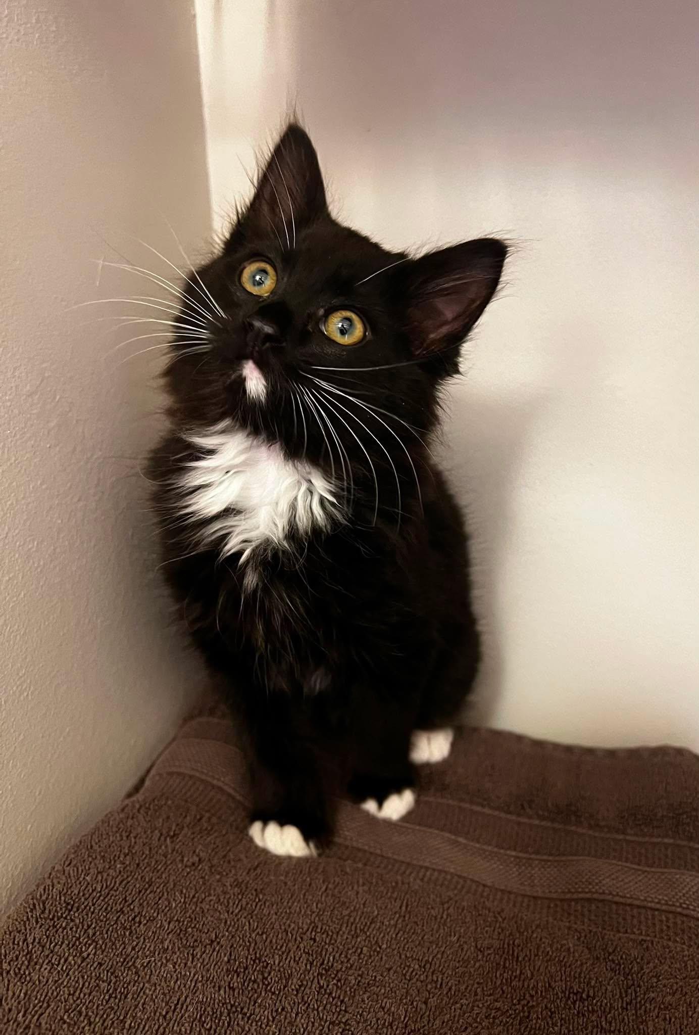 Enlarge Noah, a ADOPTABLE Tuxedo in Calgary, AB image 3/5