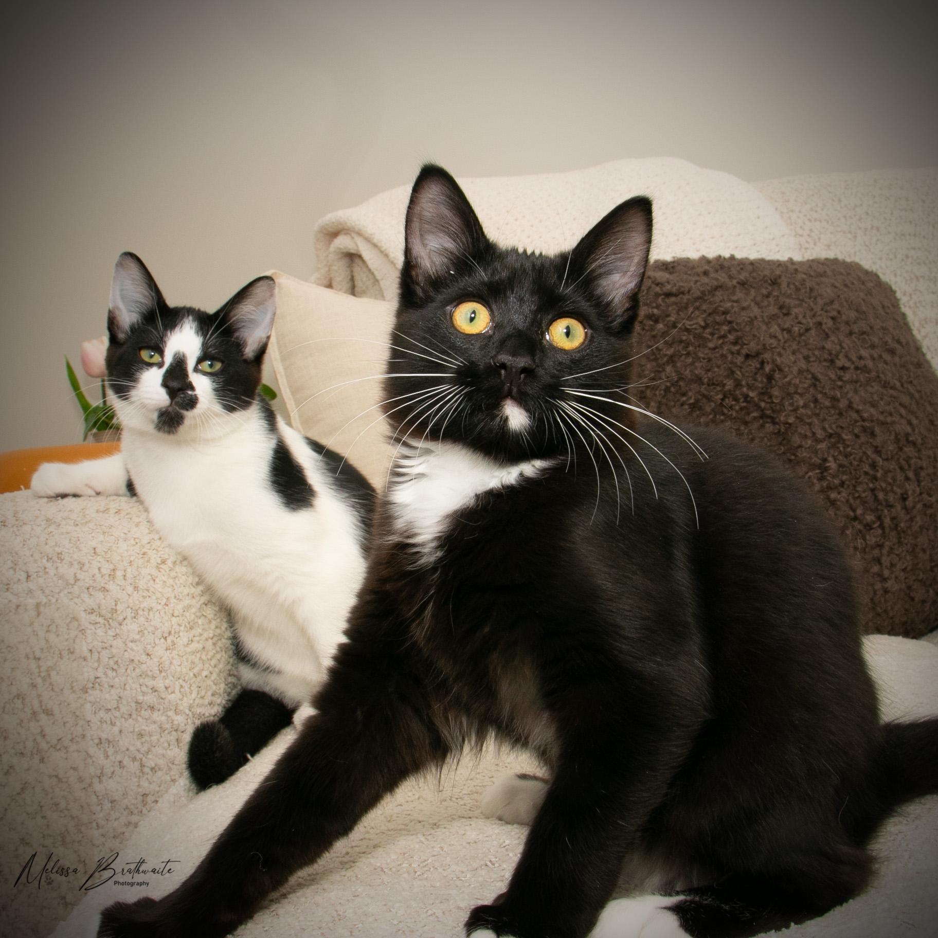 Noah, a ADOPTABLE Tuxedo in Calgary, AB image 6/6