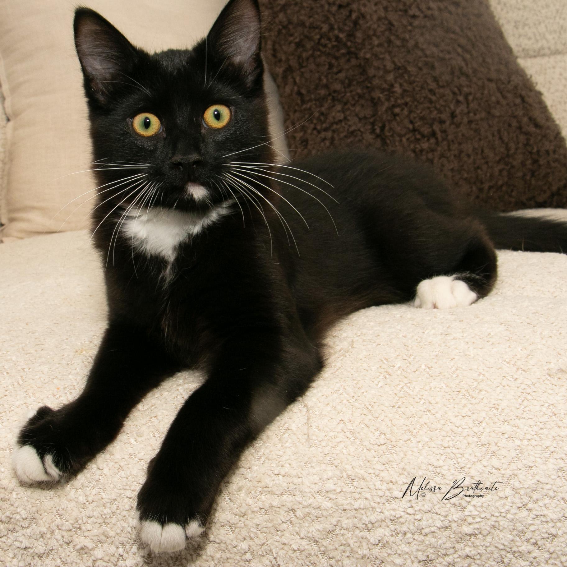 Noah, a ADOPTABLE Tuxedo in Calgary, AB image 5/6