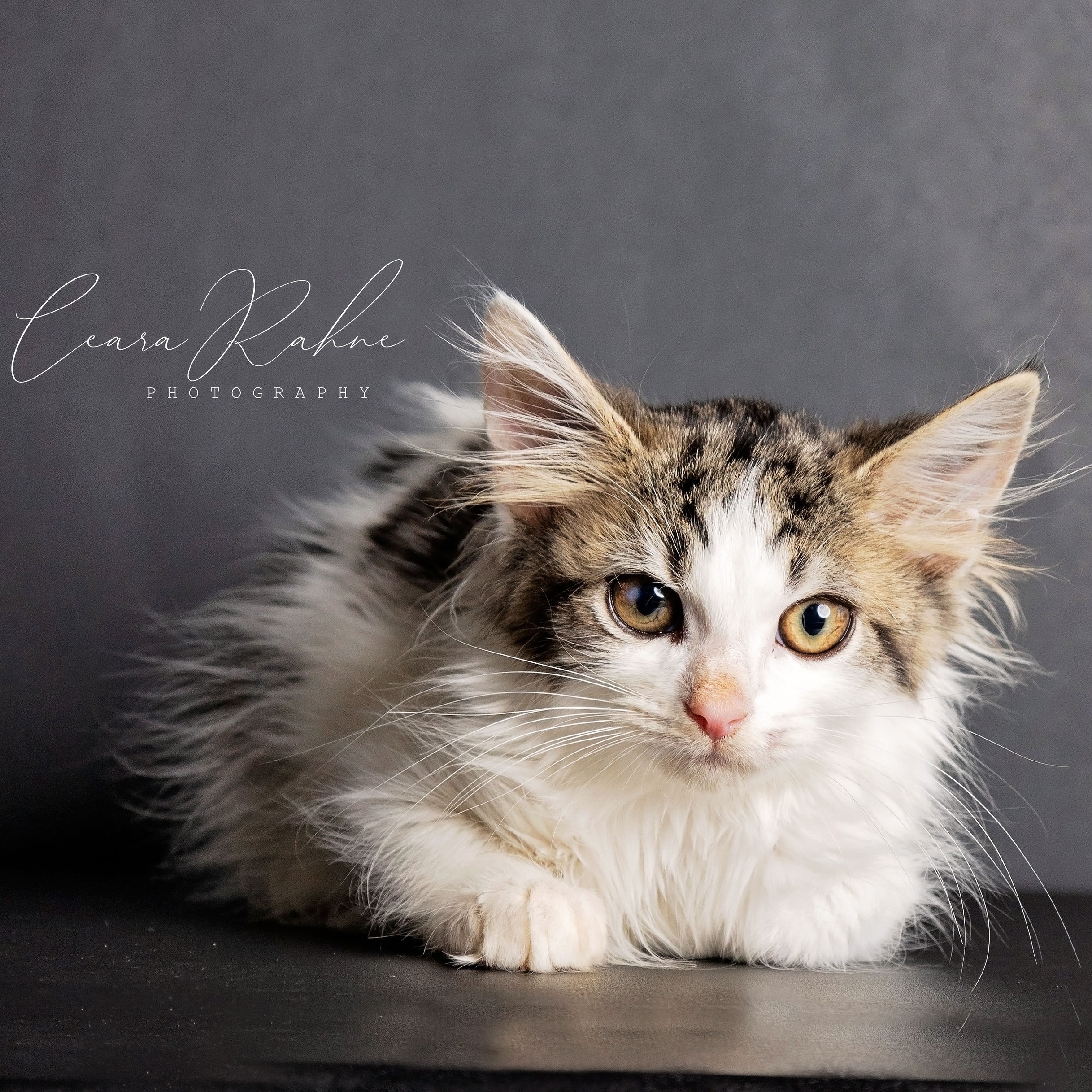 Ember, an adopted Domestic Long Hair in Elverson, PA_image-1