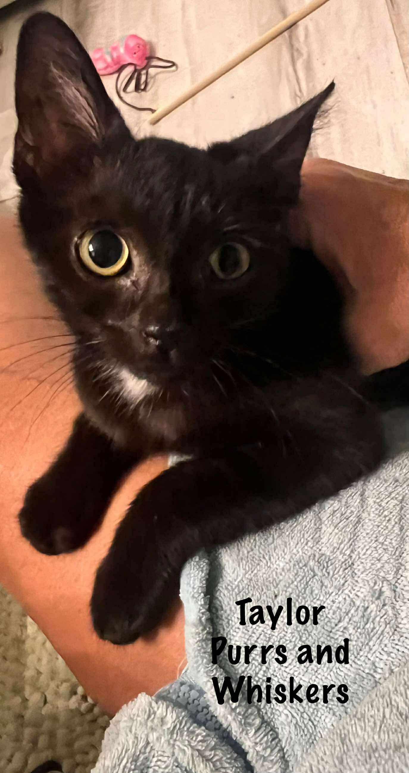 Taylor, Adoptable, Kitten Female Domestic Short Hair.