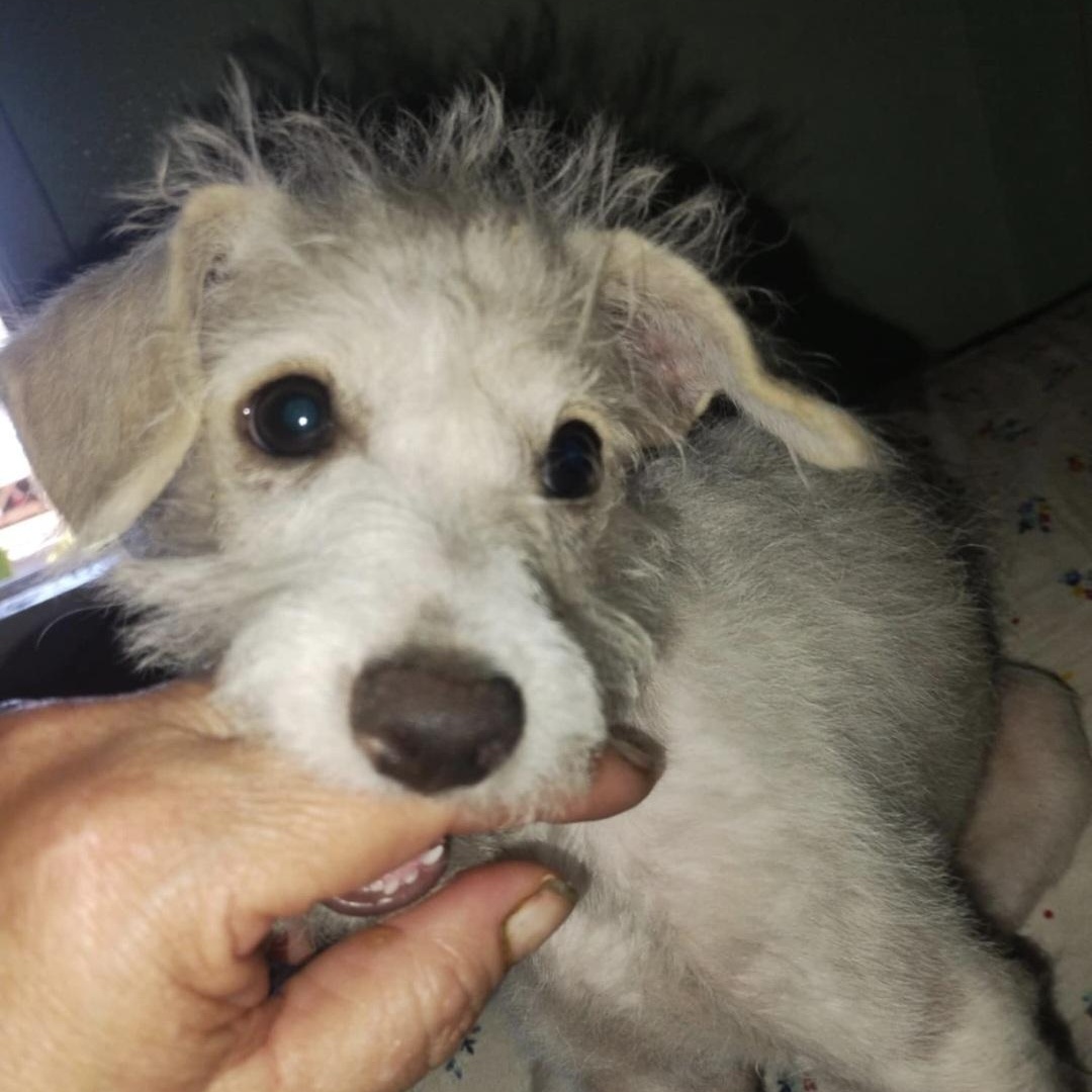 Enlarge Snoopy, a Adoptable mixed breed in Seal Beach, CA image 3/6