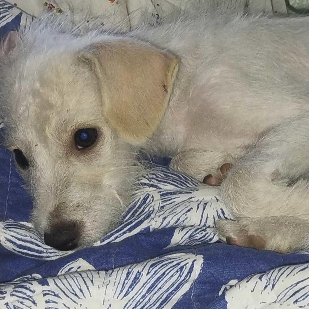 Enlarge Snoopy, a Adoptable mixed breed in Seal Beach, CA image 5/6