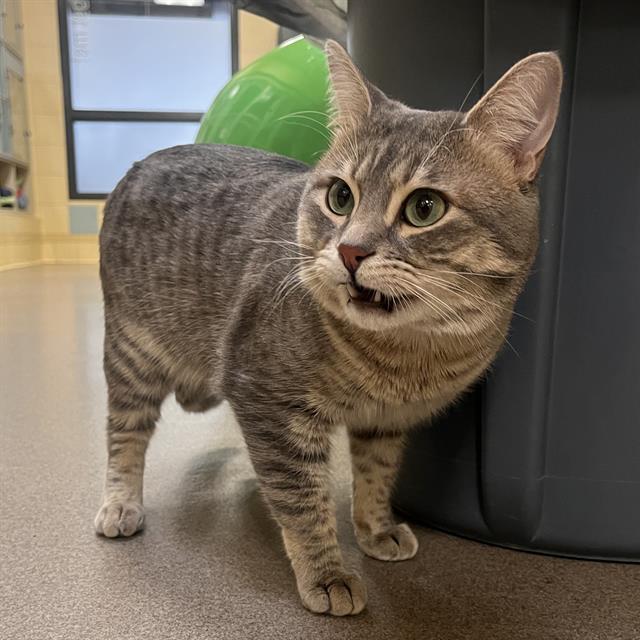 Enlarge MAGELLAN, a Adoptable Domestic Short Hair in Denver, CO image 1/1