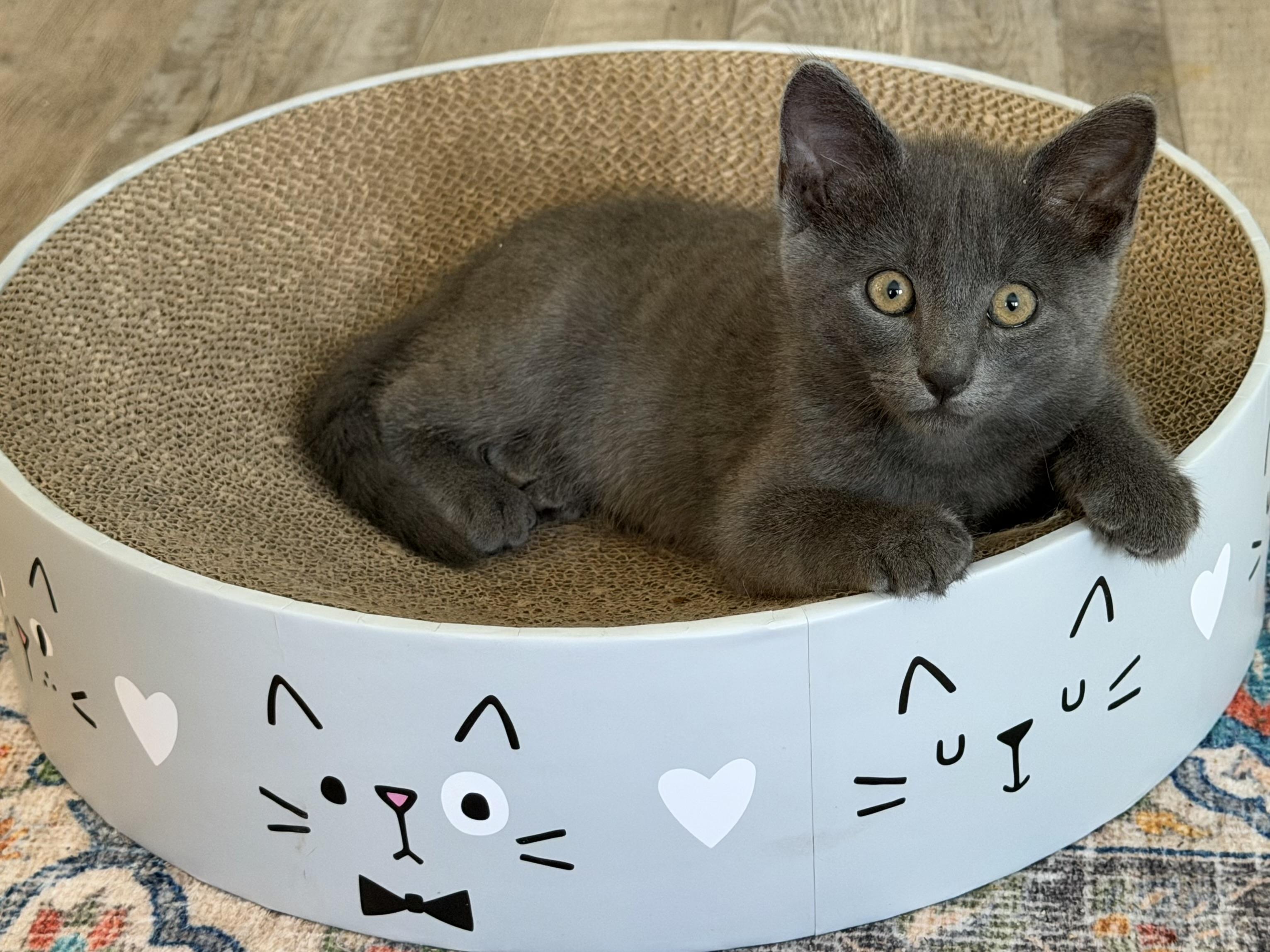 Enlarge Earl Gray, an adopted mixed breed in Rocklin, CA image 1/1