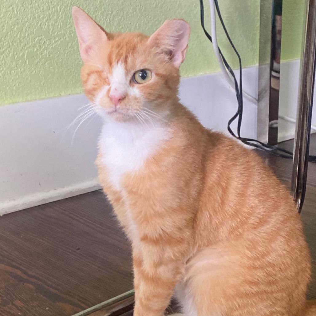 Honey, Adoptable, Young Female Domestic Short Hair.