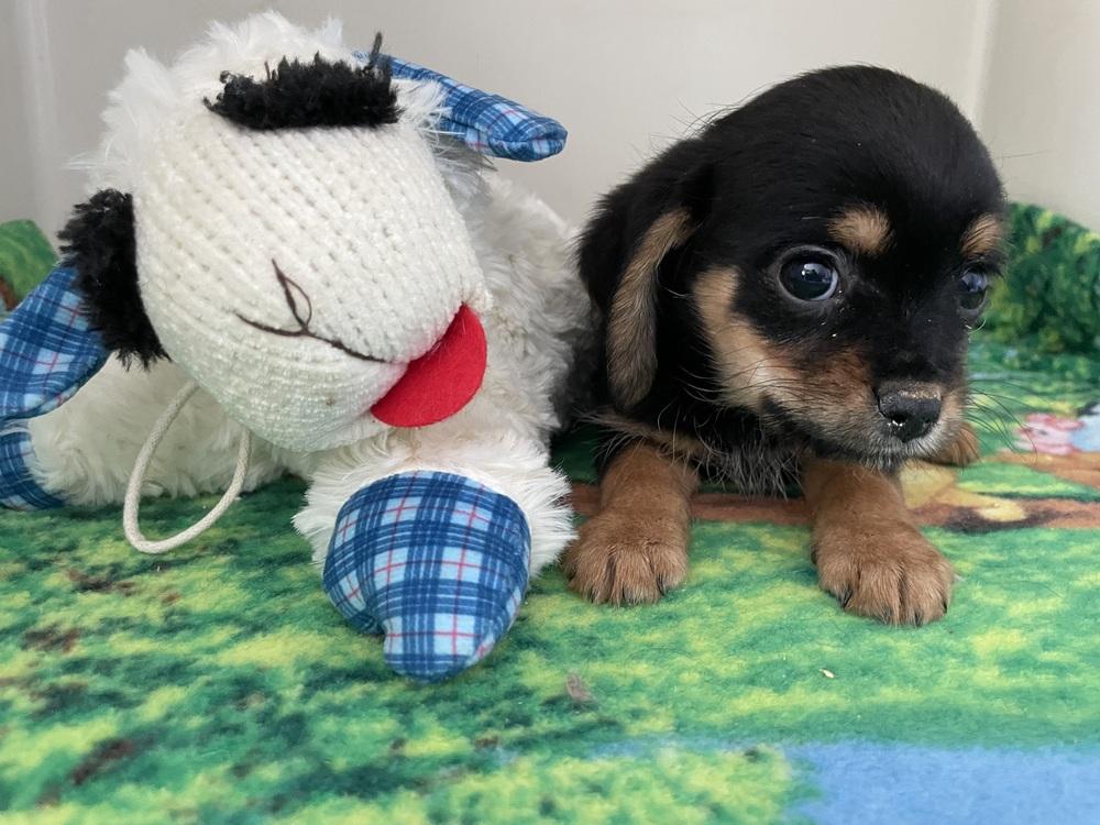 Clyde, Adoptable, Puppy Male Cavalier King Charles Spaniel & Terrier.