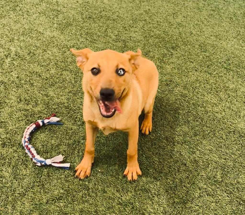 Enlarge Rylee, a Adoptable mixed breed in Seguin, TX image 1/2