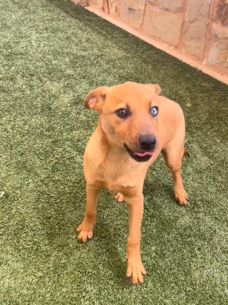 Enlarge Rylee, a Adoptable mixed breed in Seguin, TX image 2/2