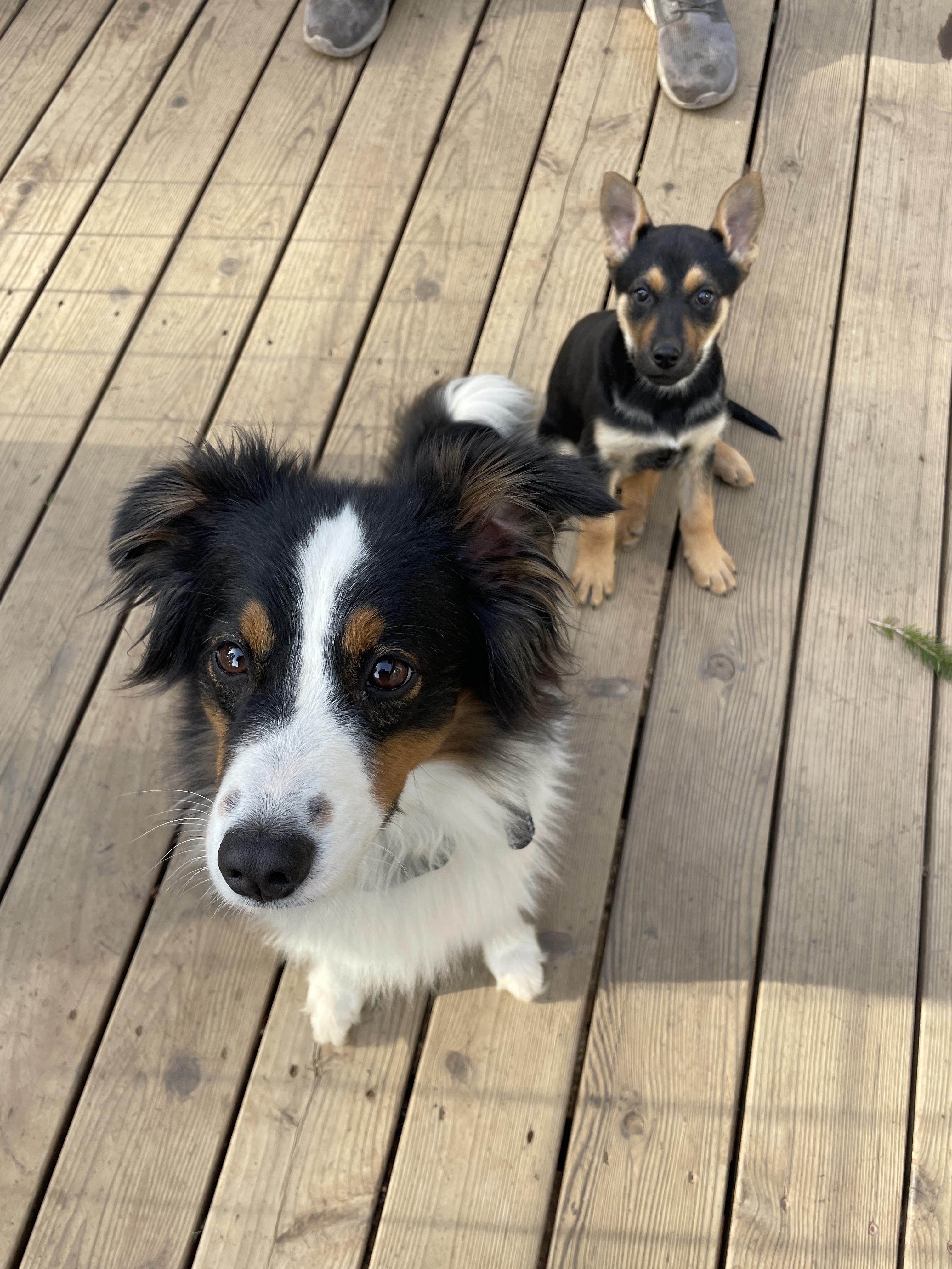 Raven, an adopted mixed breed in Willits , CA image 5/5