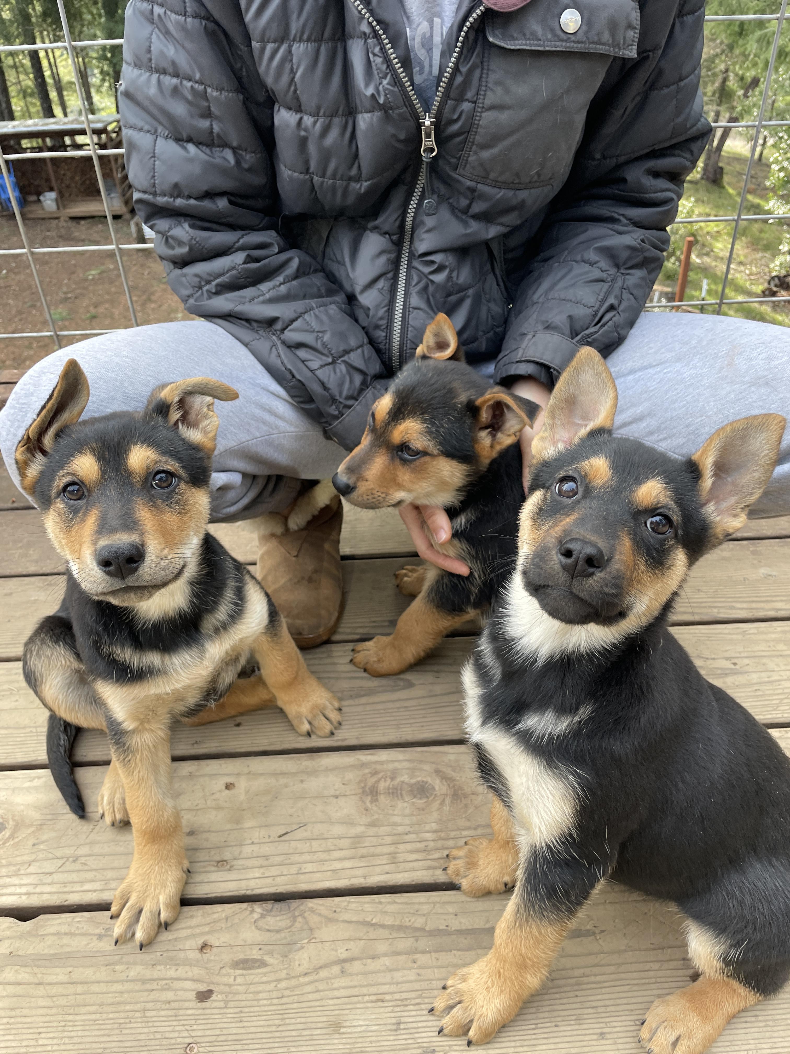 Raven, an adopted mixed breed in Willits , CA image 3/5