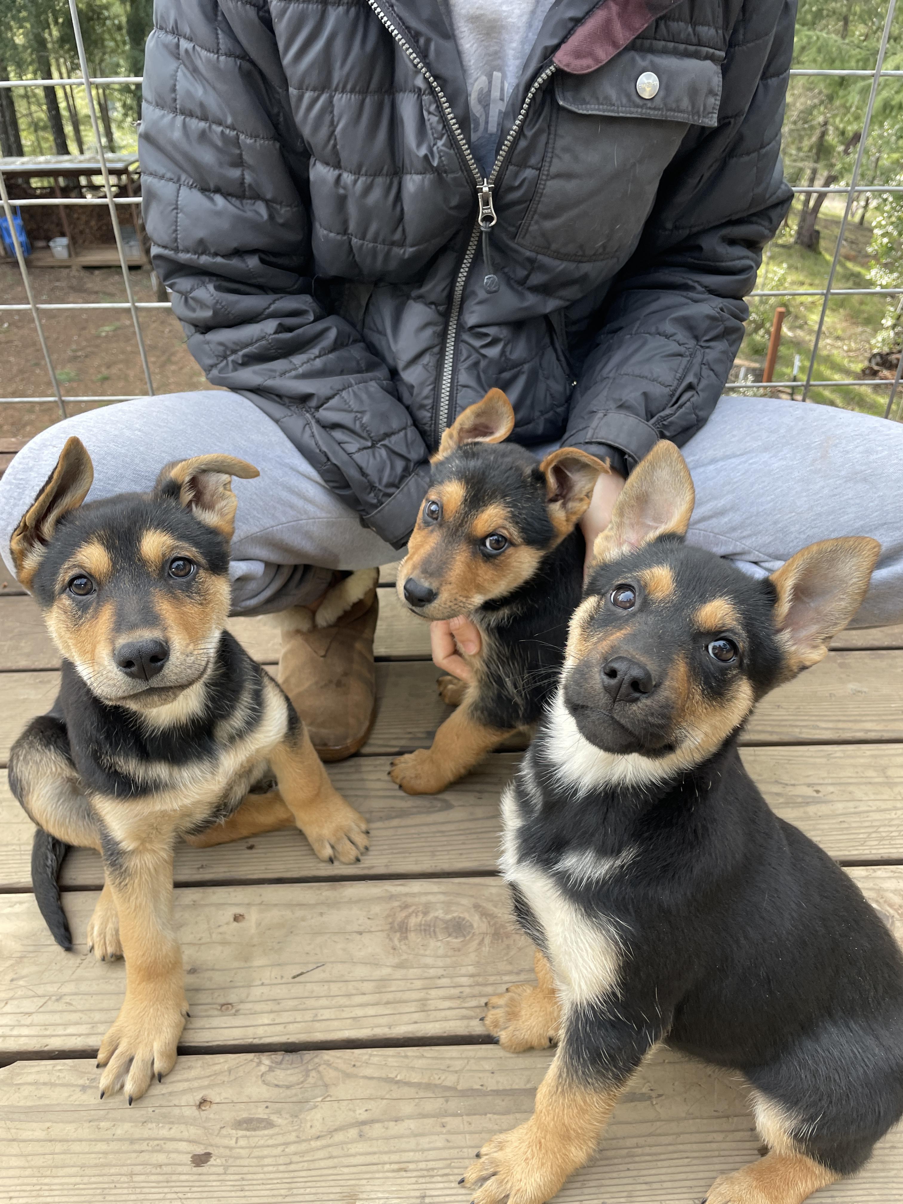 Raven, adopted, Young Female Australian Cattle Dog / Blue Heeler & German Shepherd Dog.