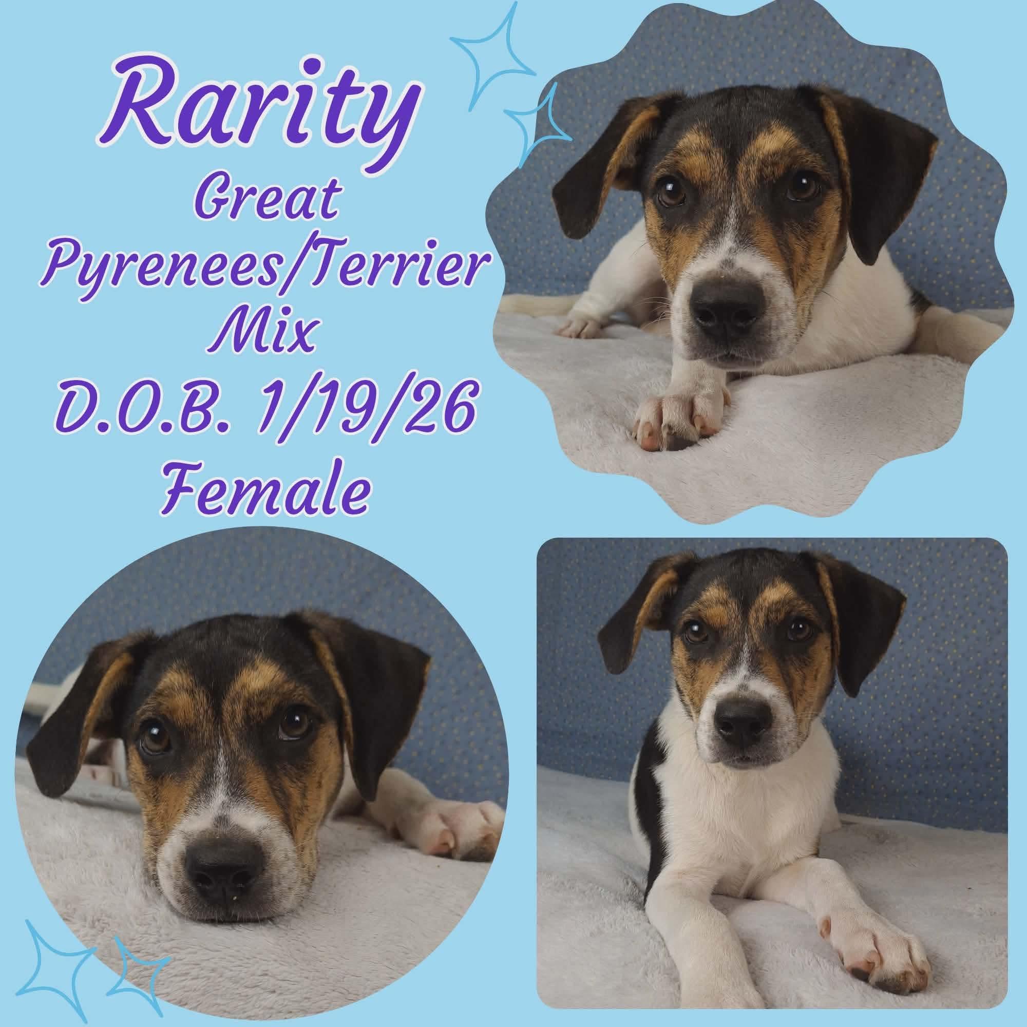 Enlarge Rarity, a Adoptable mixed breed in Clinton, NJ image 1/1
