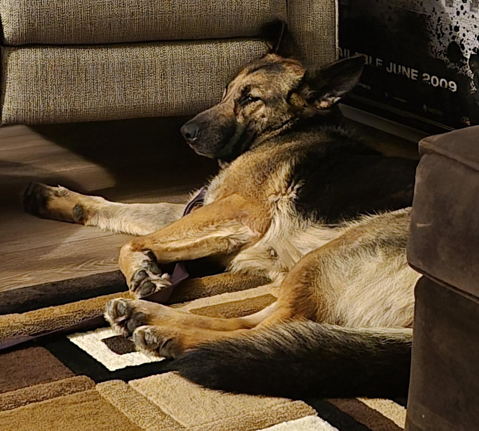 Margret, Adoptable, Senior Female German Shepherd Dog.