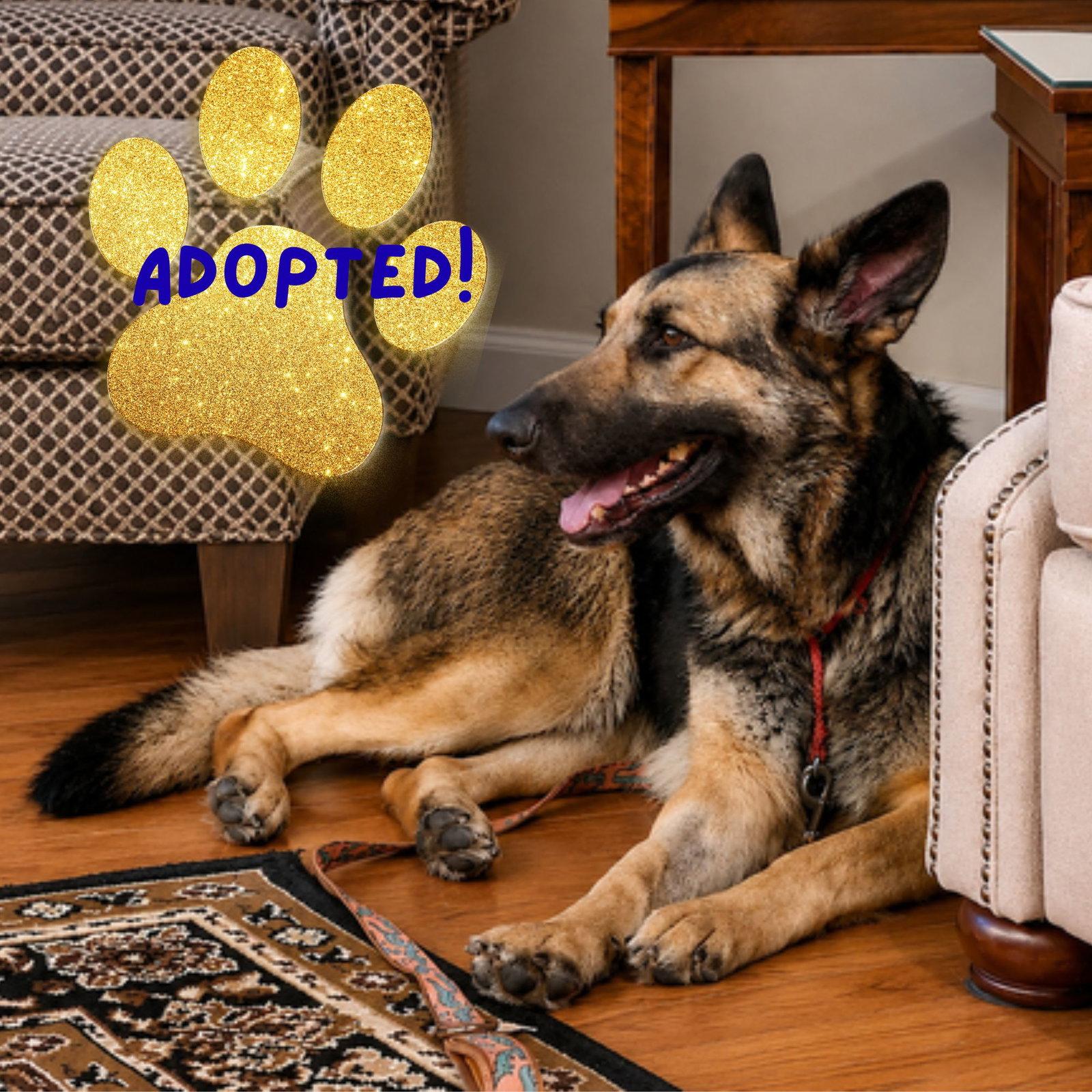 Margret, Adoptable, Senior Female German Shepherd Dog.