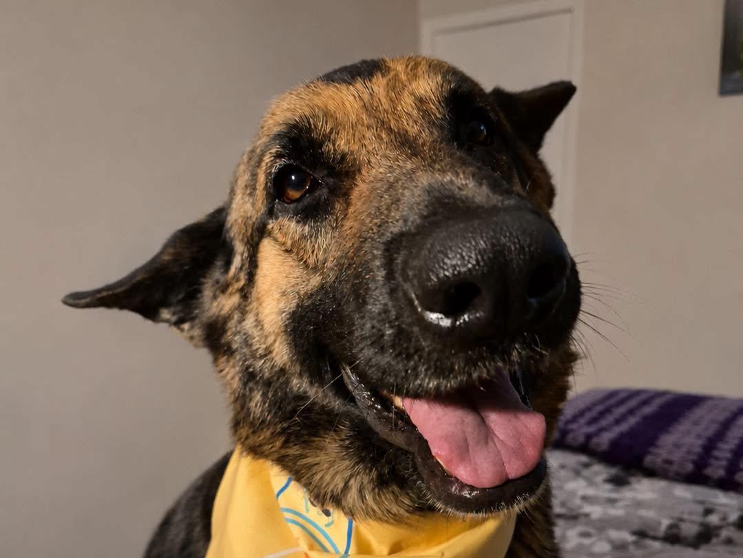 Margret, Adoptable, Senior Female German Shepherd Dog.