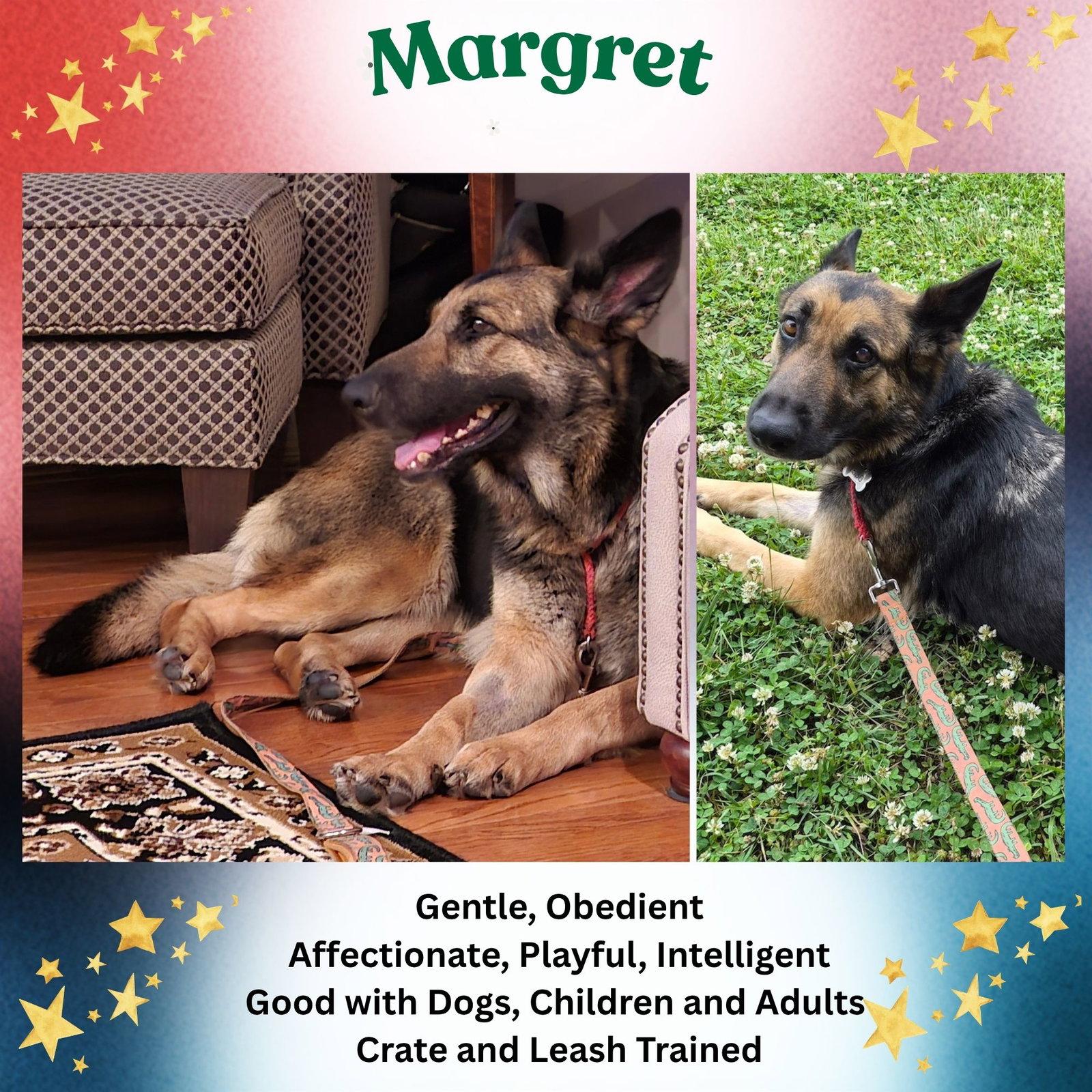 Margret, Adoptable, Senior Female German Shepherd Dog.