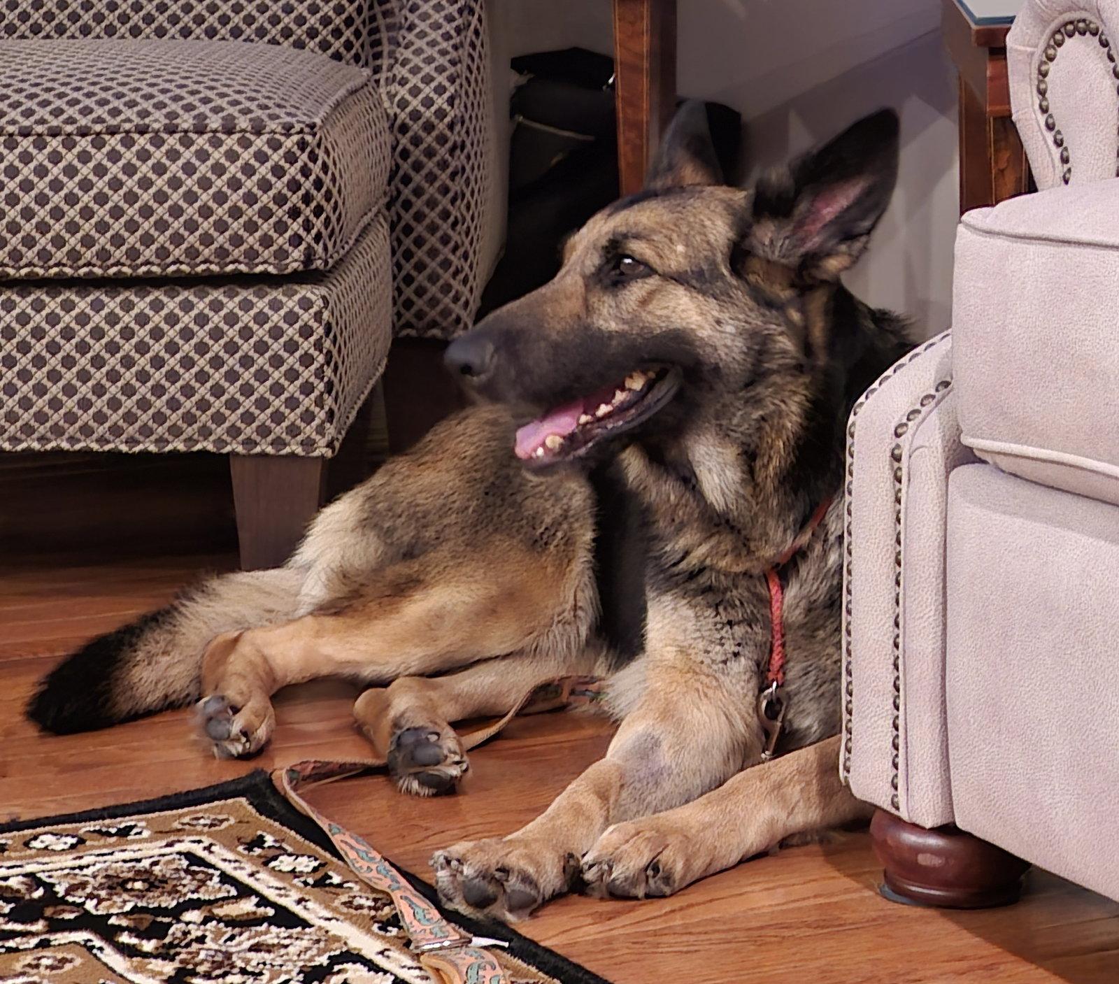 Margret, a Adoptable German Shepherd Dog in Baltimore, MD image 2/3