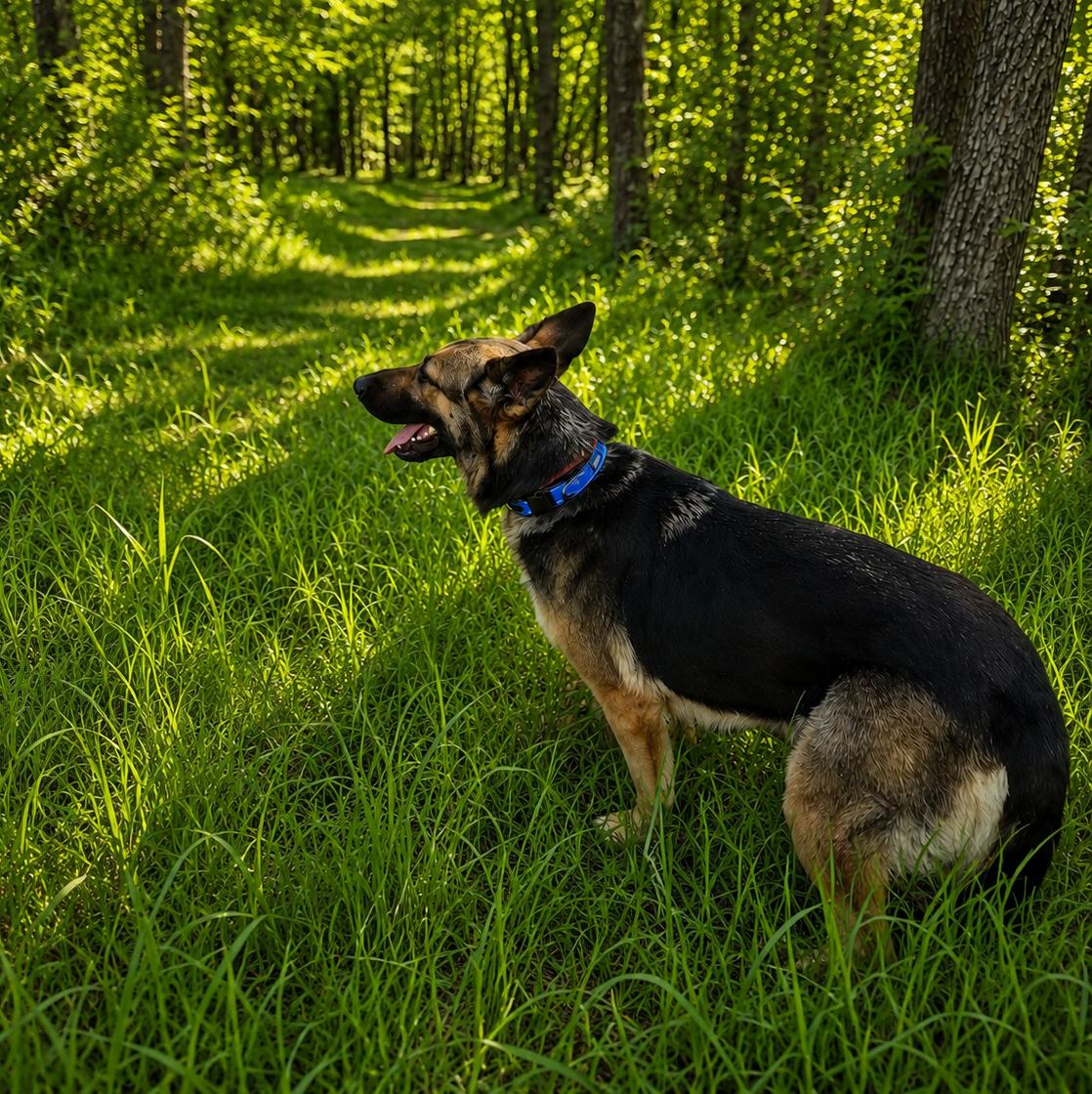 Margret, a Adoptable German Shepherd Dog in Baltimore, MD image 3/3