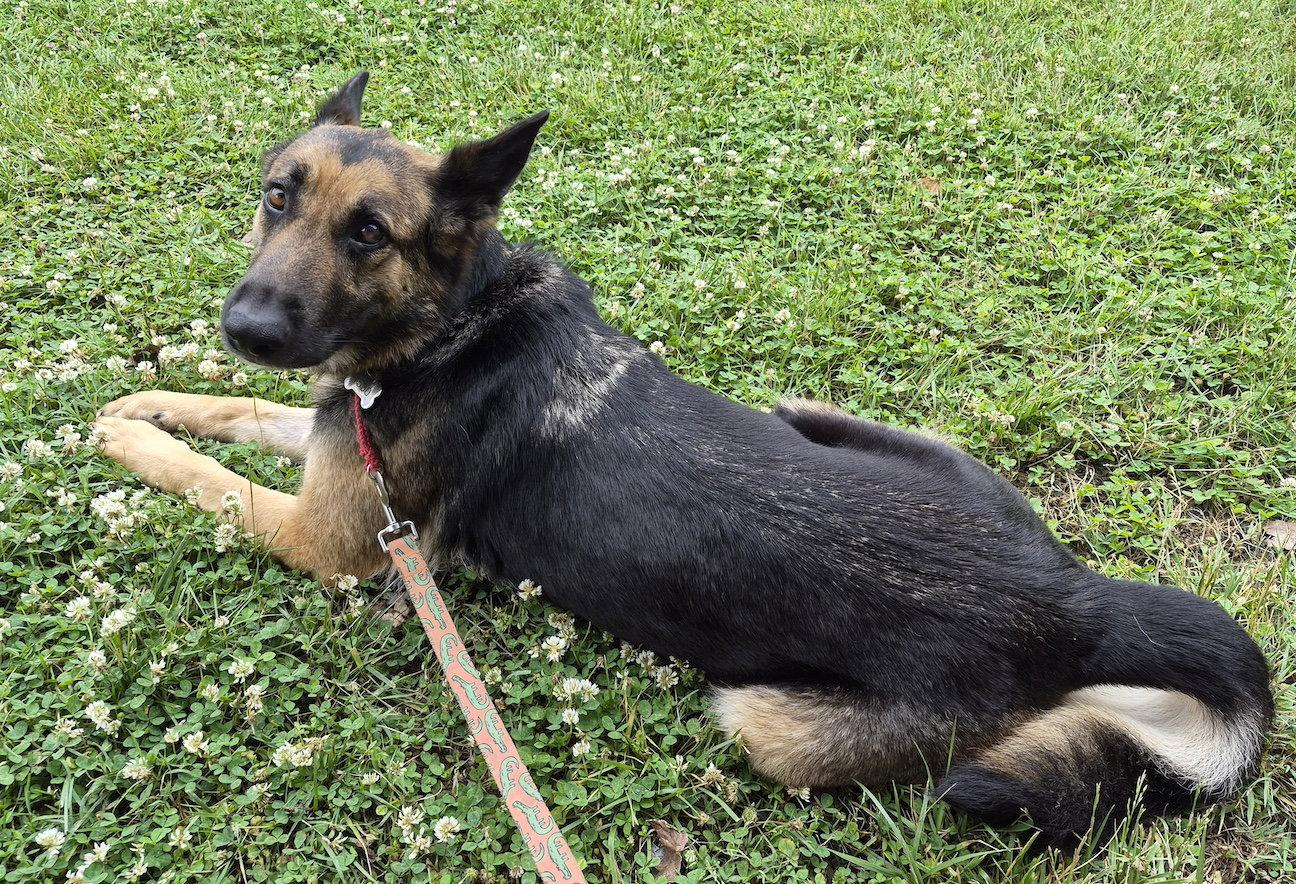 Margret, a Adoptable German Shepherd Dog in Baltimore, MD image 3/3