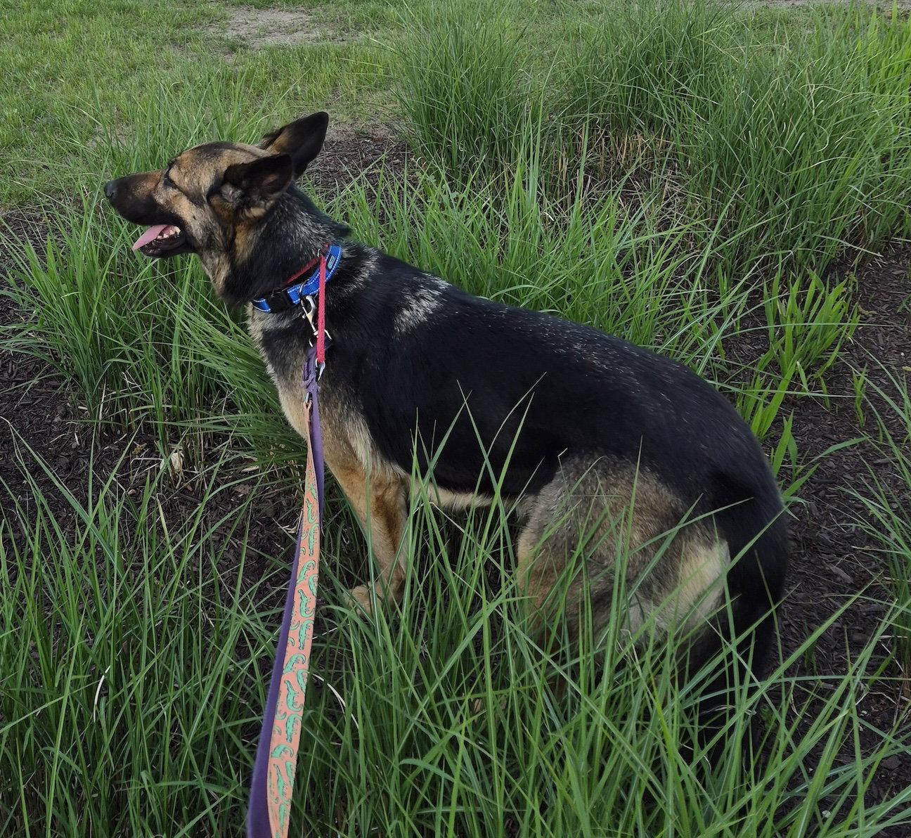 Enlarge Margret, a Adoptable German Shepherd Dog in Baltimore, MD image 3/3