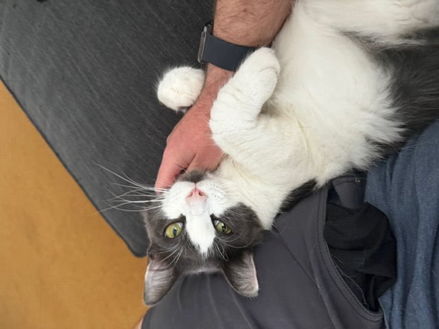 Joe, a Adopted Domestic Medium Hair in Tracy, CA image 3/6