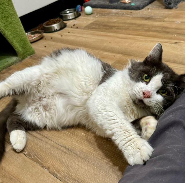 Joe, a Adopted Domestic Medium Hair in Tracy, CA image 1/6