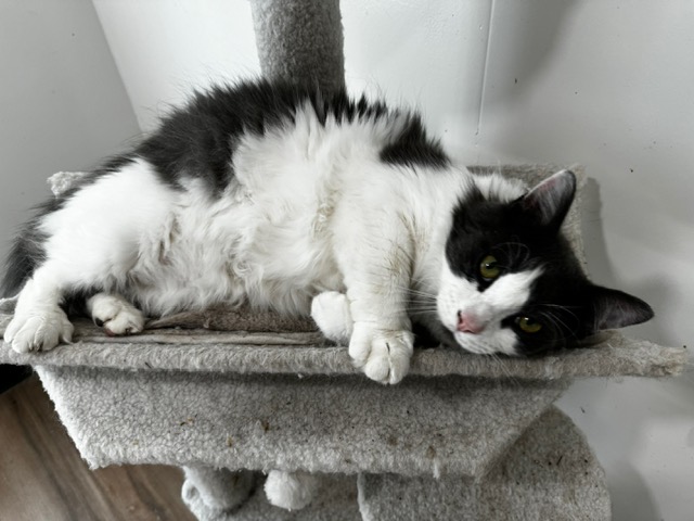 Joe, a Adopted Domestic Medium Hair in Tracy, CA image 6/6