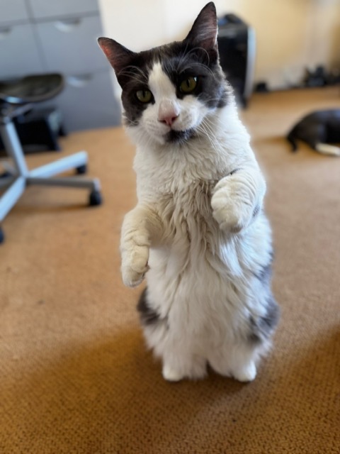 Joe, a Adopted Domestic Medium Hair in Tracy, CA image 4/6