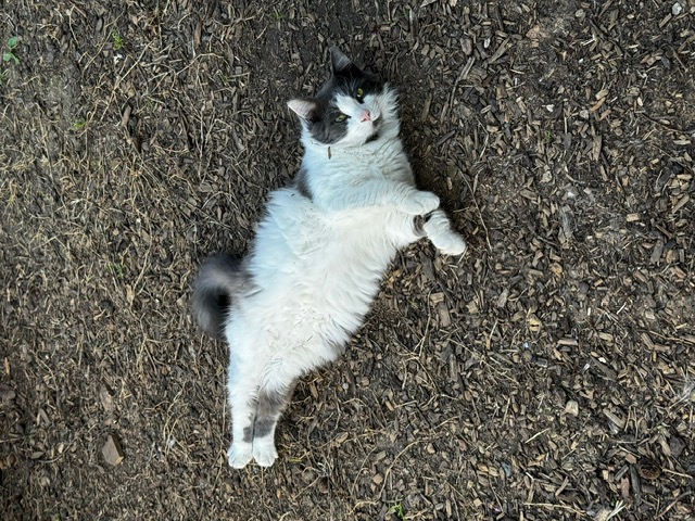 Joe, a Adopted Domestic Medium Hair in Tracy, CA image 5/6