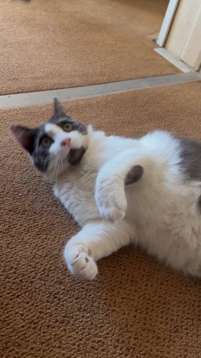 Enlarge Joe, a Adopted Domestic Medium Hair in Tracy, CA video 2/6