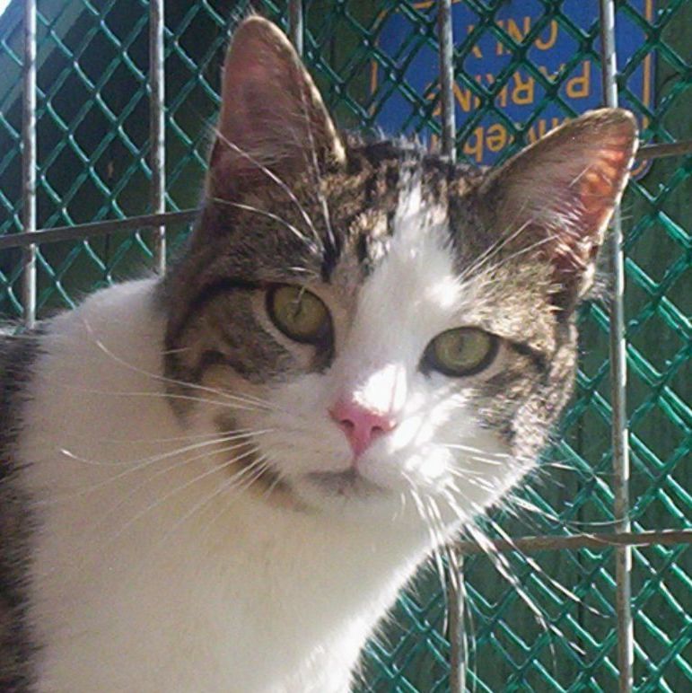 Reggie (Love bug Kitten) photo 1