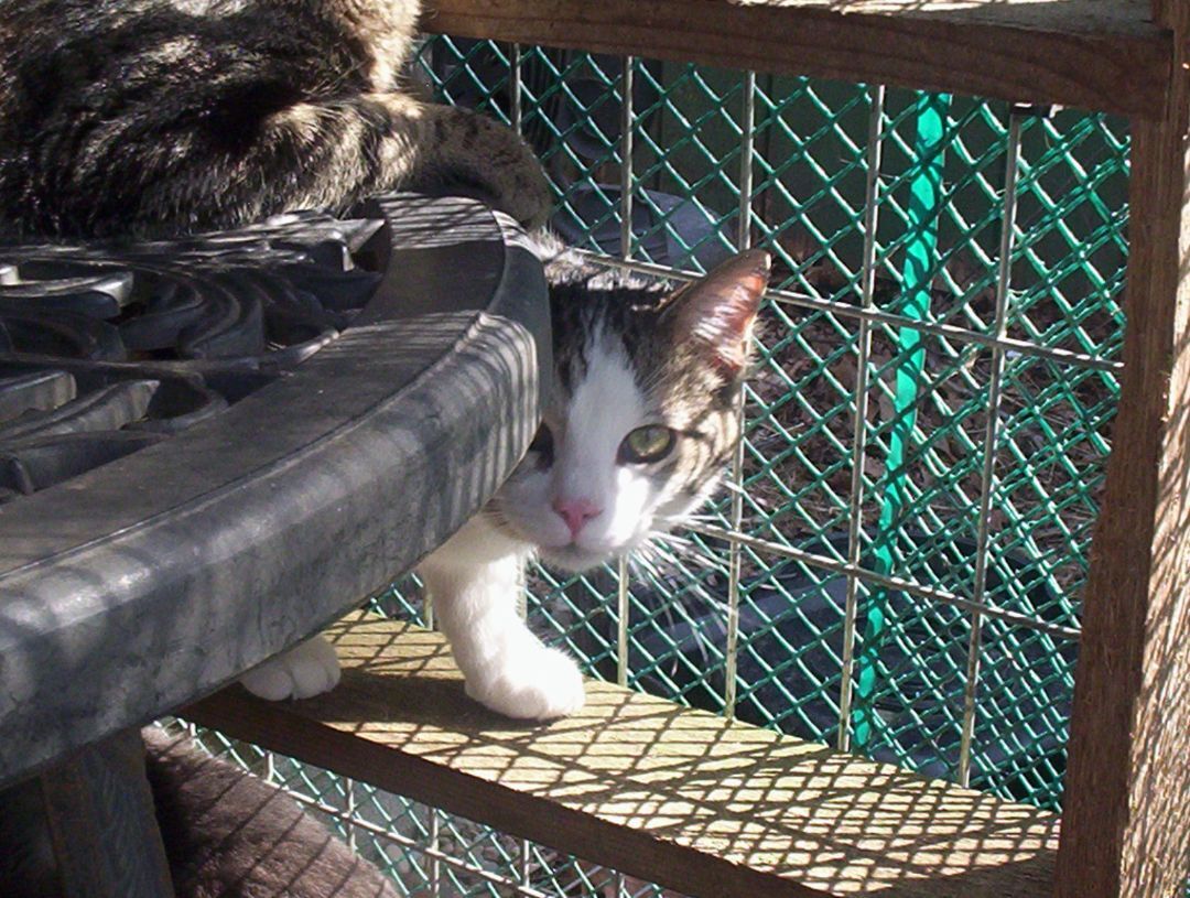 Reggie (Love bug Kitten) photo 4