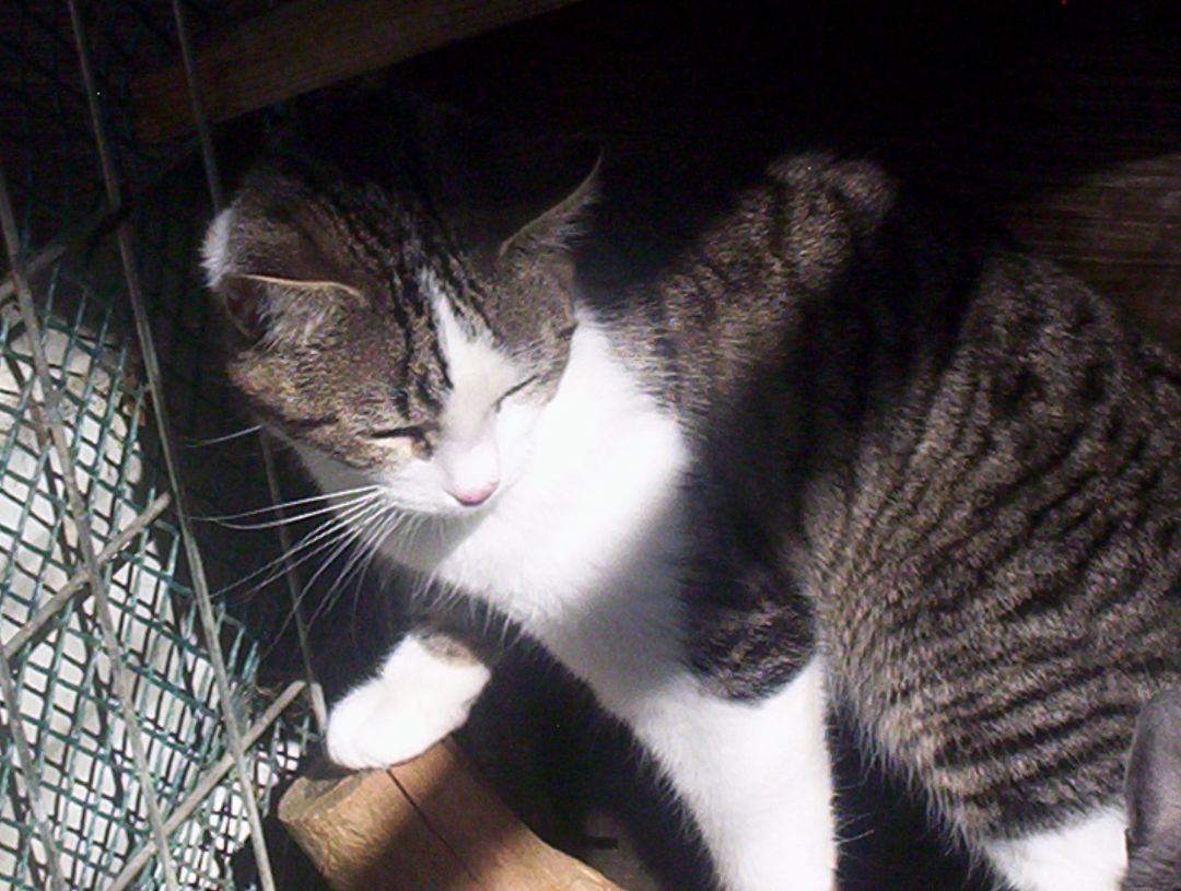 Reggie (Love bug Kitten) photo 6
