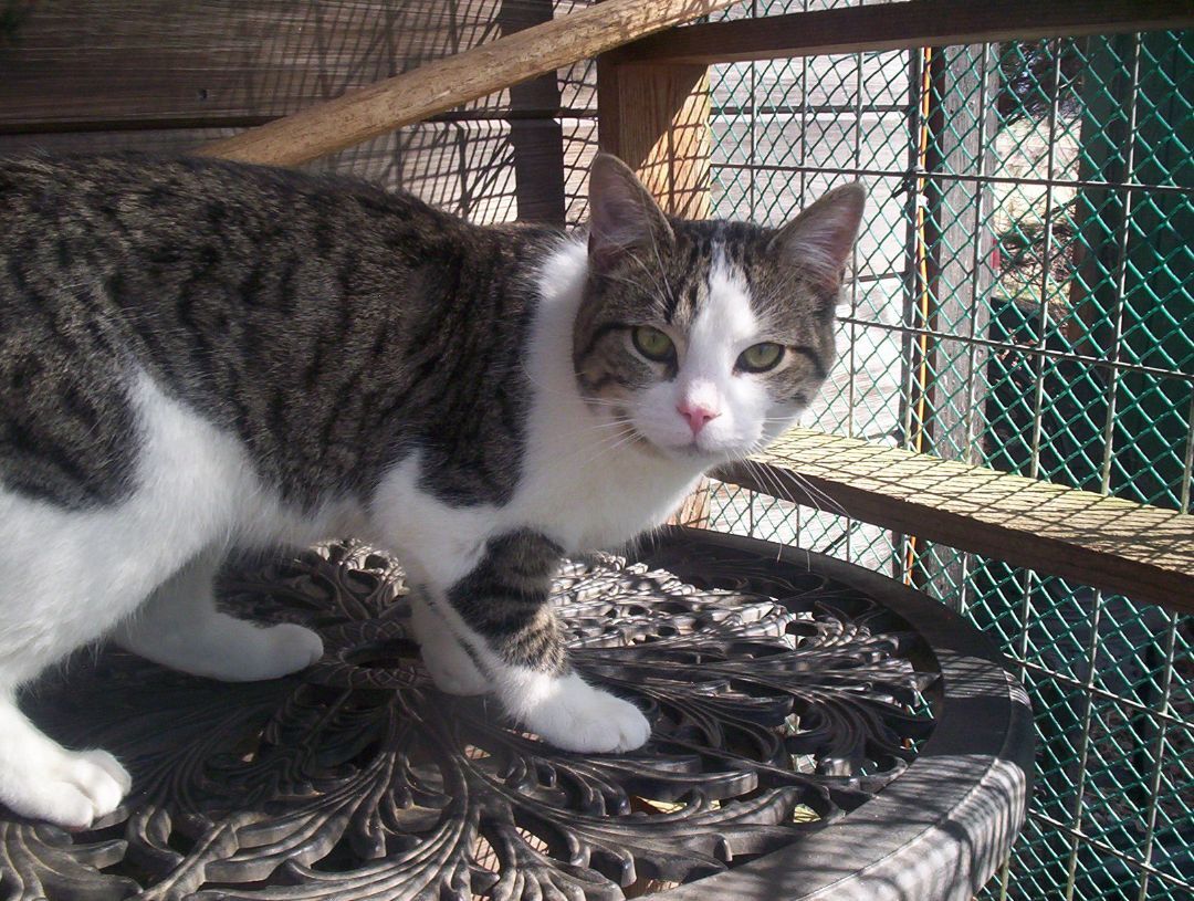 Reggie (Love bug Kitten) photo 5
