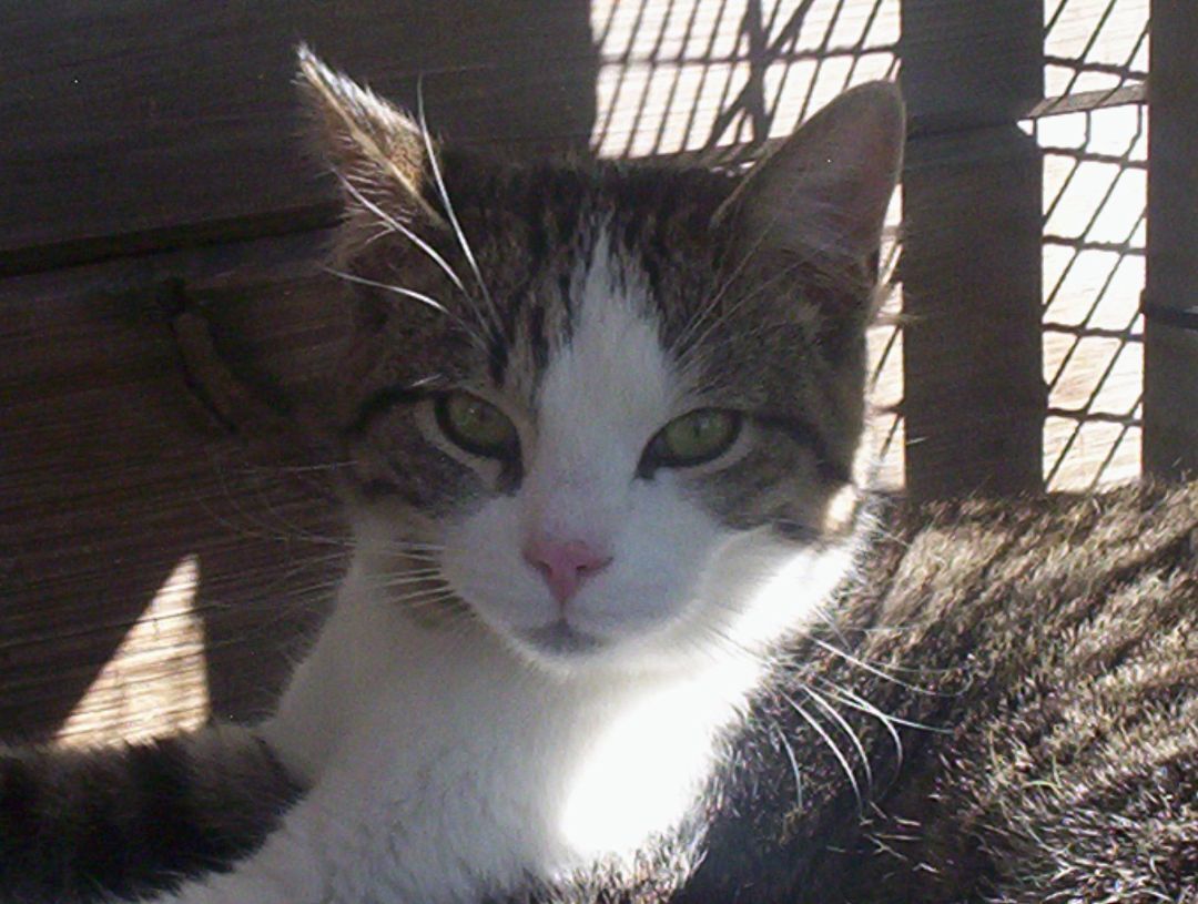 Reggie (Love bug Kitten) photo 3