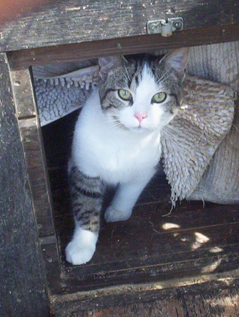Reggie (Love bug Kitten) photo 2