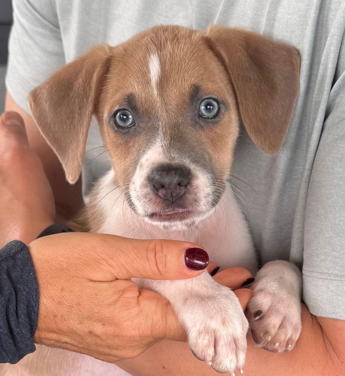 Zeus, Adoptable, Puppy Male Labrador Retriever & Pit Bull Terrier.