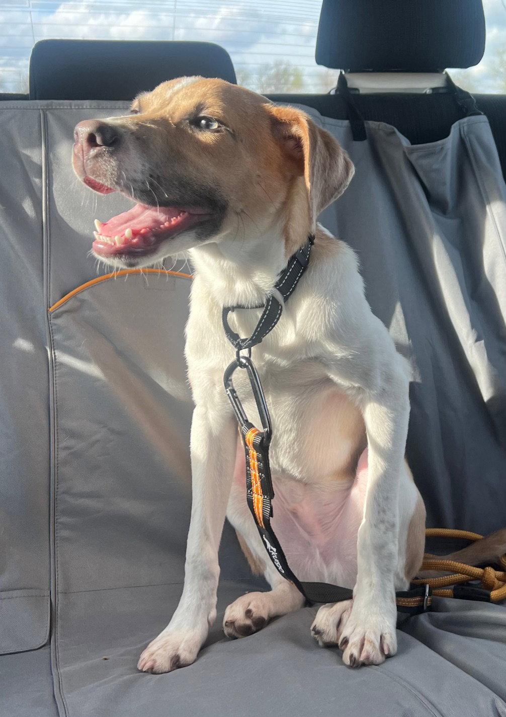 Enlarge Zeus, a Adopted mixed breed in GILBERTS, IL image 1/3