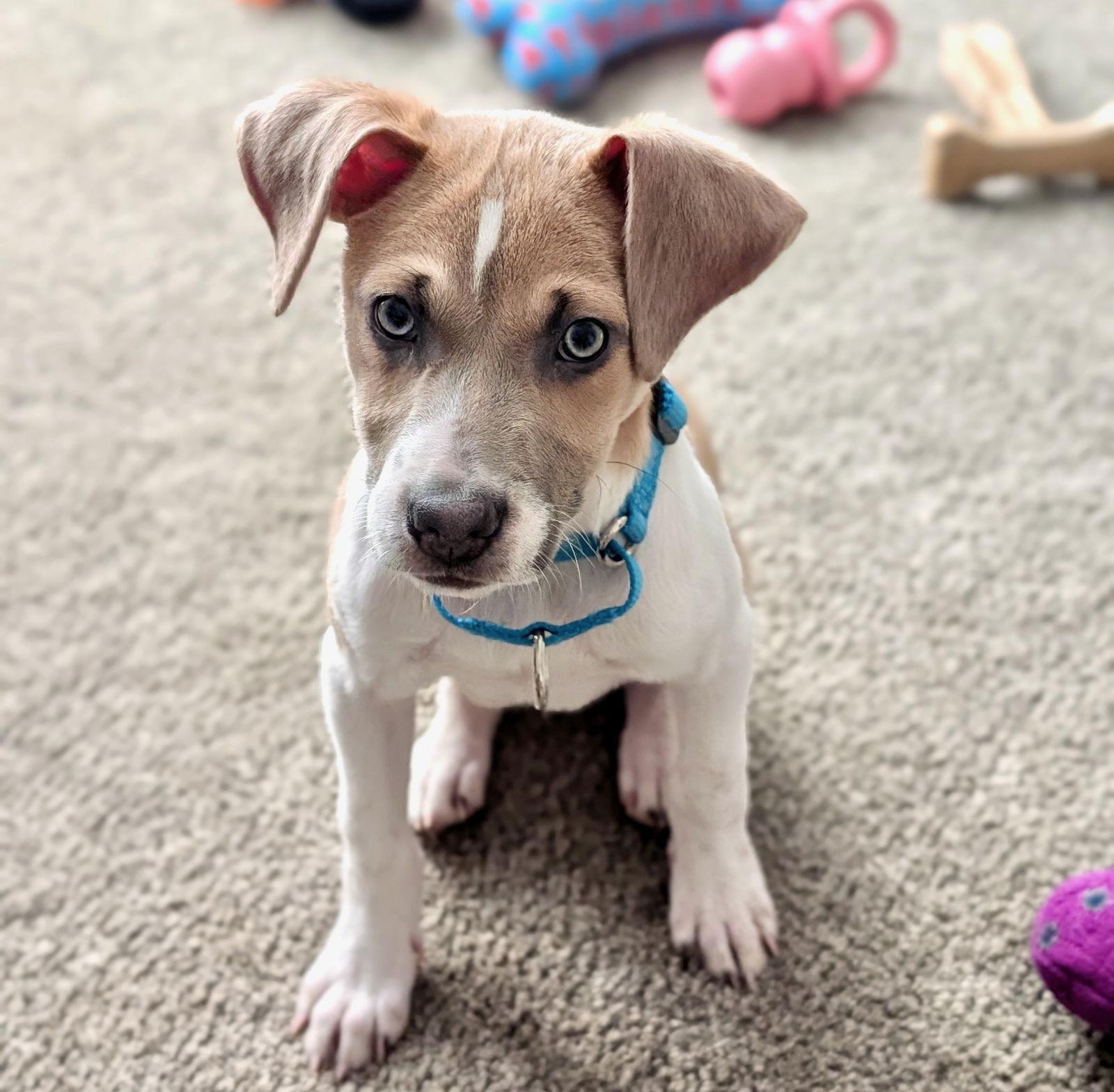 Zeus, a Adoptable mixed breed in GILBERTS, IL image 2/3