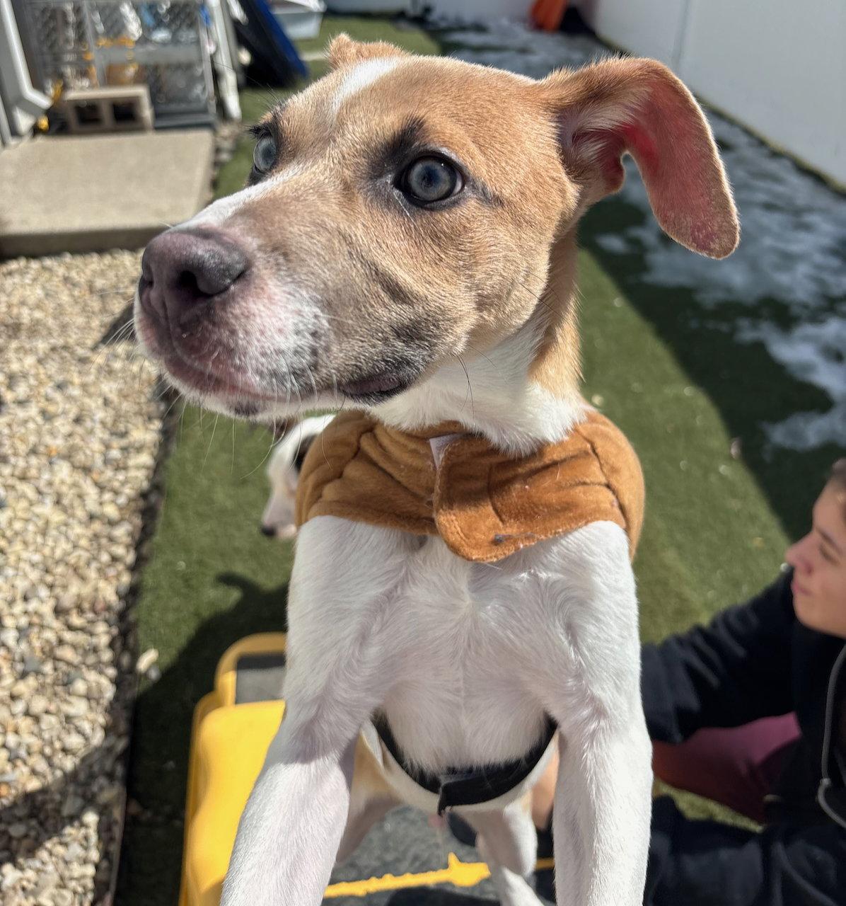 Zeus, Adoptable, Puppy Male Labrador Retriever & Pit Bull Terrier.