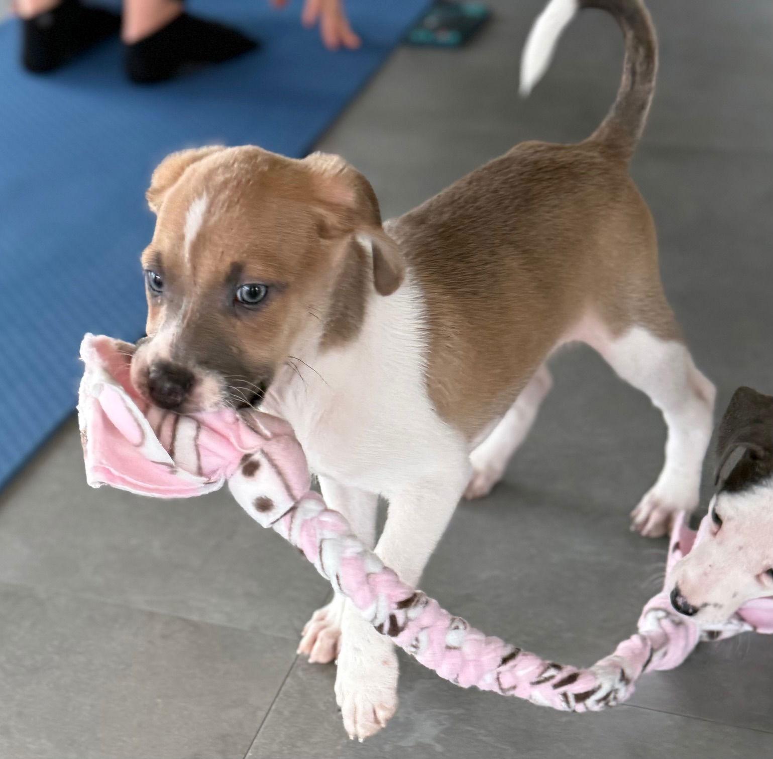 Zeus, a Adoptable mixed breed in GILBERTS, IL image 3/3