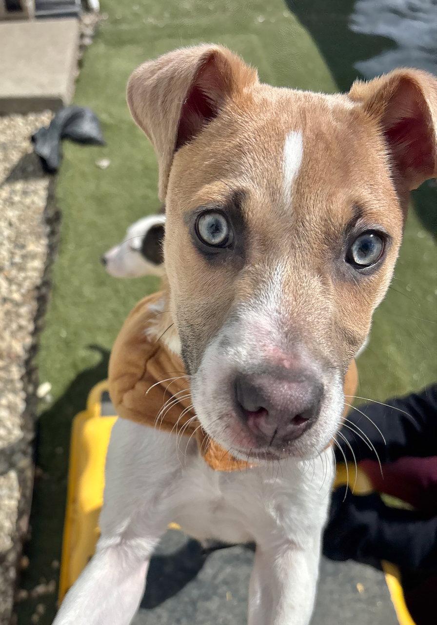 Enlarge Zeus, a Adoptable mixed breed in GILBERTS, IL image 2/3